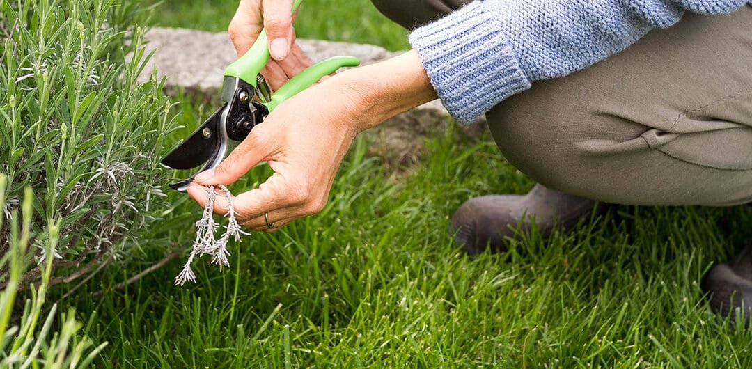 Recognizing Common Lawn Fungal Diseases And How To Prevent Them