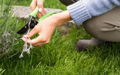 Recognizing Common Lawn Fungal Diseases And How To Prevent Them